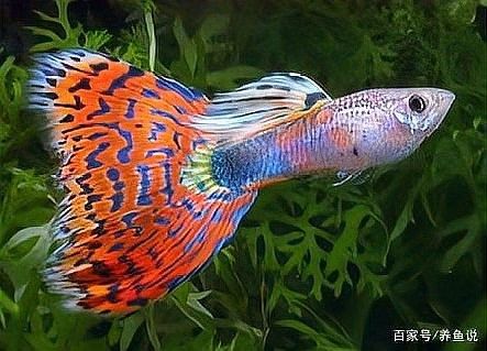 金龍魚(yú)腹水病會(huì)自愈嗎：金龍魚(yú)腹水病會(huì)自愈嗎？ 金龍魚(yú)腹水病會(huì)自愈嗎：金龍魚(yú)腹水病會(huì)自愈嗎？ 龍魚(yú)百科 第4張