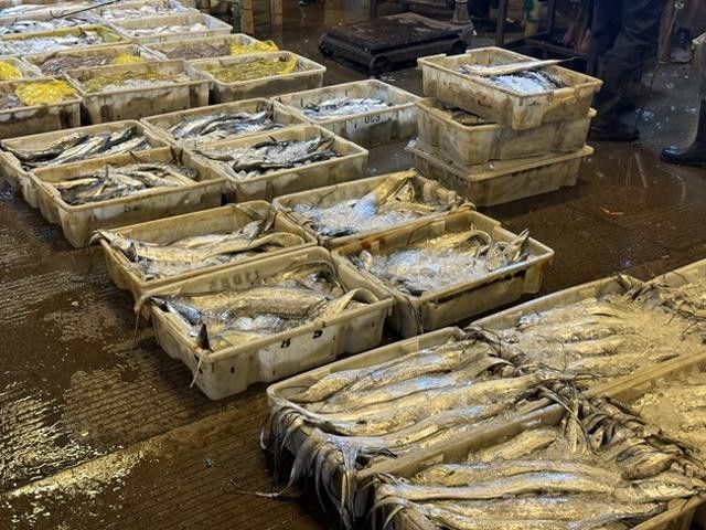 寧波龍魚市場的價格如何？：寧波龍魚市場價格分析 寧波龍魚市場的價格如何？：寧波龍魚市場價格分析 龍魚百科 第17張