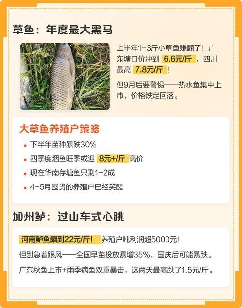 藍黃龍魚的市場需求如何：揭秘藍黃龍魚市場現狀