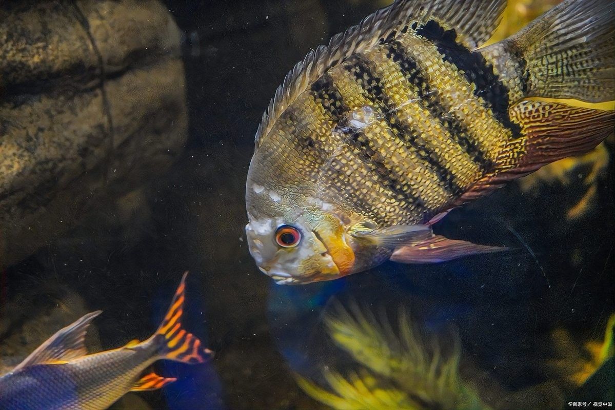 四大神獸魚混養適合新手嗎？：四大神獸魚混養對于新手來說是否適合？
