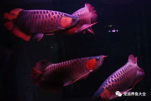 四大神獸魚混養適合新手嗎？：四大神獸魚混養對于新手來說是否適合？