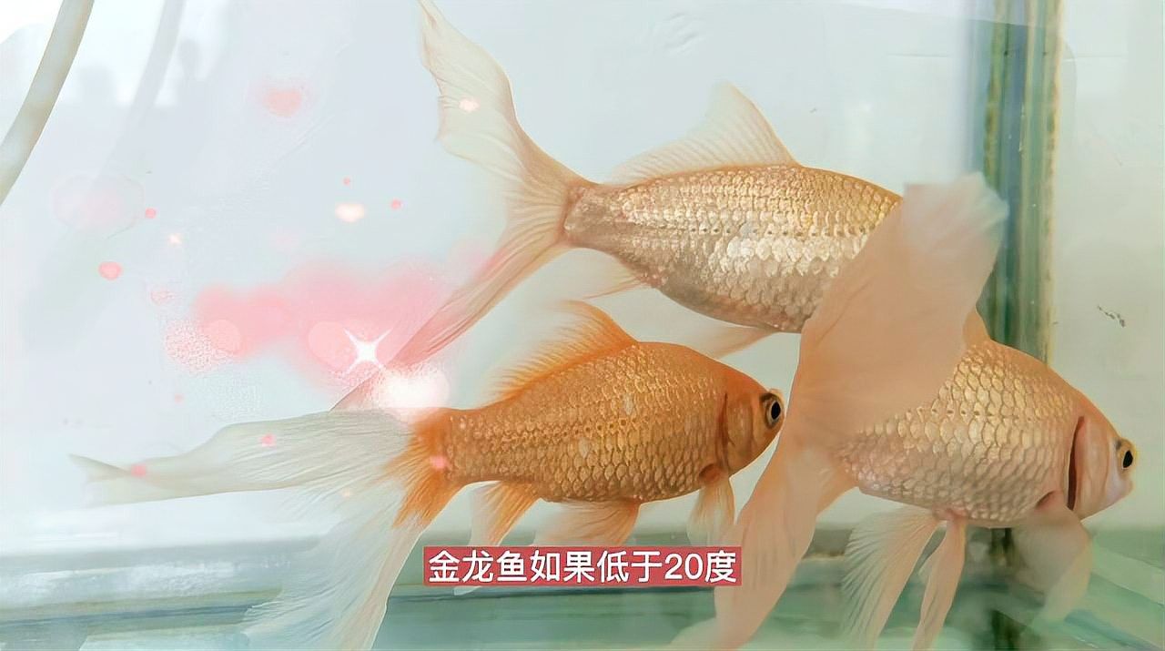 金龍魚在什么溫度下會死亡：蜜糖小犬金龍魚多少度會冷死佩特汪金龍魚屬于熱帶魚嗎