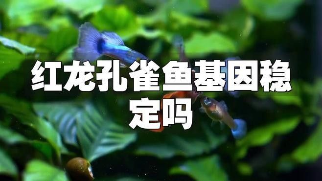 過背金龍魚發色需要多久，背金龍魚發色時間因個體差異而異，過背金龍魚分階段飼養管理表 過背金龍魚發色需要多久，背金龍魚發色時間因個體差異而異，過背金龍魚分階段飼養管理表 龍魚百科 第2張