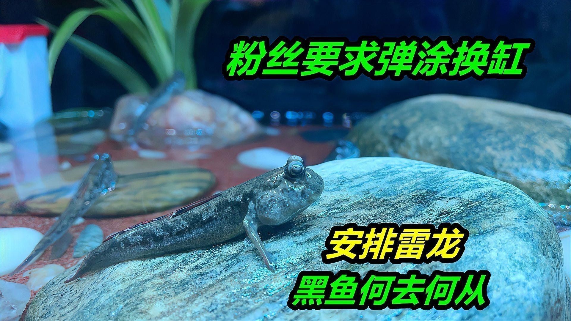 雷龍魚和黑魚哪個更好養：雷龍魚和黑魚的區別