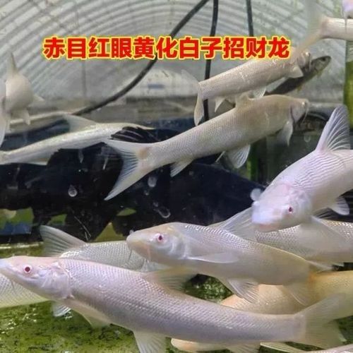 白子招財(cái)龍魚(yú)混養(yǎng)的最佳伙伴有哪些？：白子招財(cái)龍魚(yú)混養(yǎng)的最佳伙伴
