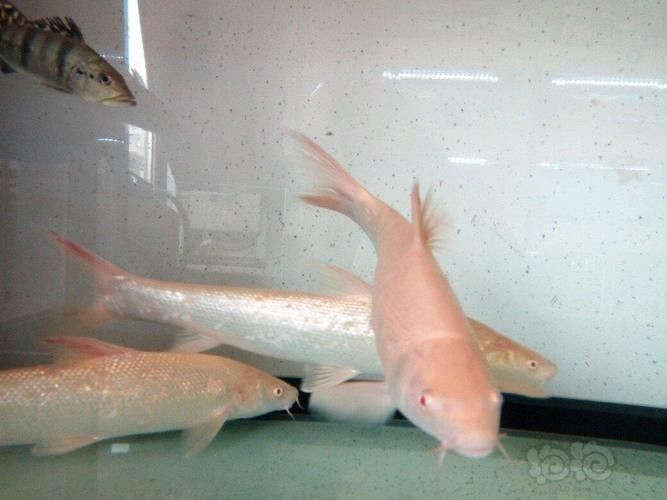 白子招財(cái)龍魚(yú)混養(yǎng)的最佳伙伴有哪些？：白子招財(cái)龍魚(yú)混養(yǎng)的最佳伙伴