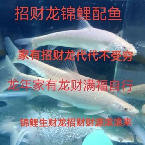 白子招財(cái)龍魚(yú)混養(yǎng)的最佳伙伴有哪些？：白子招財(cái)龍魚(yú)混養(yǎng)的最佳伙伴