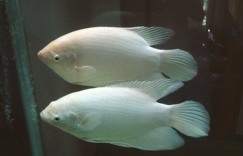 白子招財(cái)龍魚(yú)混養(yǎng)的最佳伙伴有哪些？：白子招財(cái)龍魚(yú)混養(yǎng)的最佳伙伴