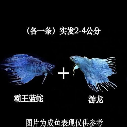 如何區分不同品種的藍龍魚：如何區分不同品種的龍魚