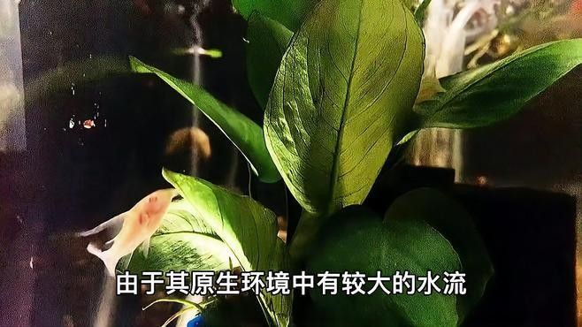 孔雀魚和工具魚混養有哪些推薦：如何推薦孔雀魚和工具魚混養