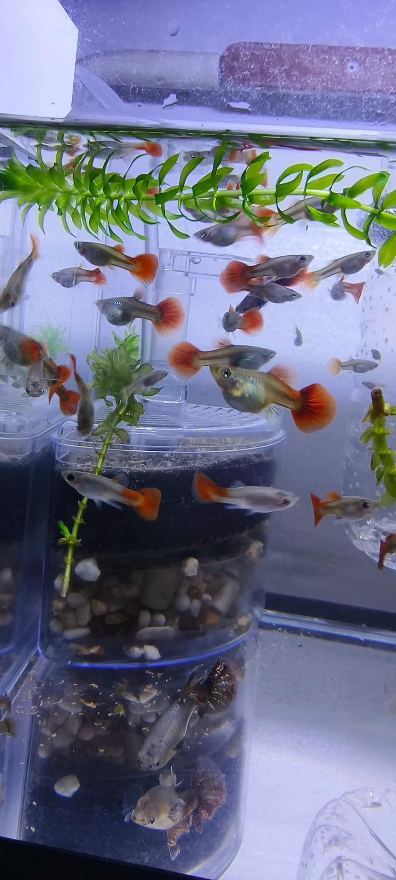 孔雀魚和工具魚混養有哪些推薦：如何推薦孔雀魚和工具魚混養
