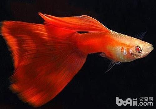 孔雀魚和工具魚混養有哪些推薦：如何推薦孔雀魚和工具魚混養