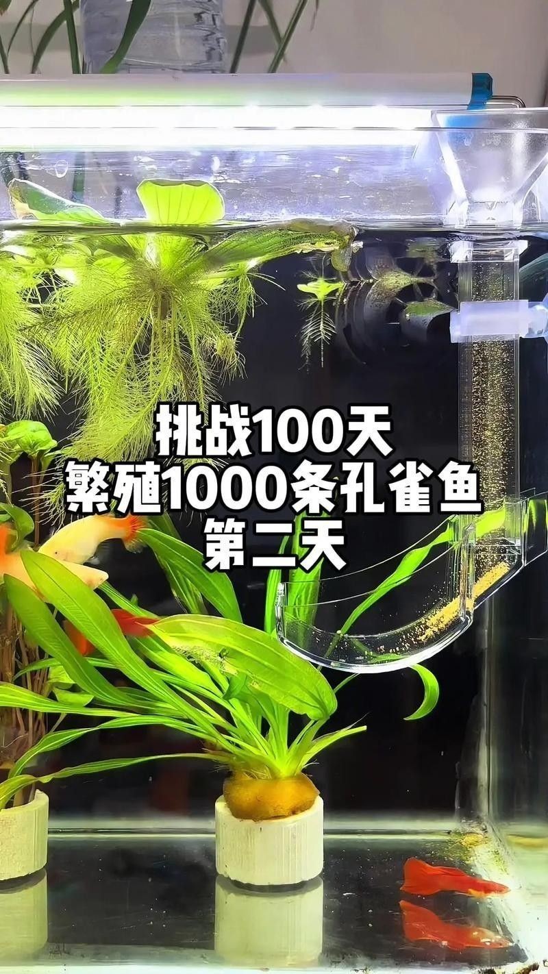 孔雀魚和工具魚混養有哪些推薦：如何推薦孔雀魚和工具魚混養