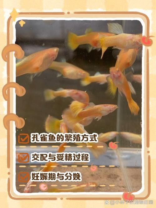 孔雀魚和工具魚混養有哪些推薦：如何推薦孔雀魚和工具魚混養