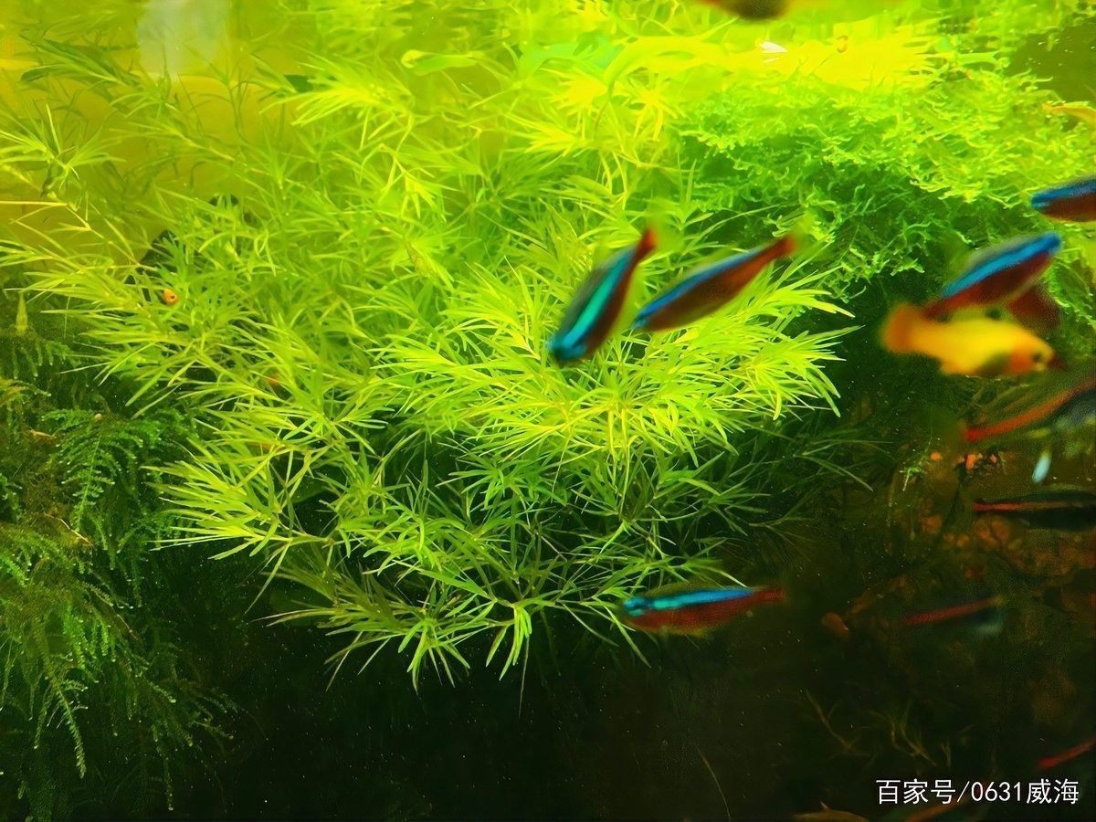 孔雀魚和工具魚混養有哪些推薦：如何推薦孔雀魚和工具魚混養