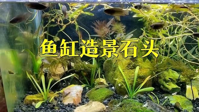 金龍魚未來發(fā)展：金龍魚的未來國際擴(kuò)張藍(lán)圖（金龍魚國際擴(kuò)張戰(zhàn)略） 金龍魚未來發(fā)展：金龍魚的未來國際擴(kuò)張藍(lán)圖（金龍魚國際擴(kuò)張戰(zhàn)略） 水族問答 第2張