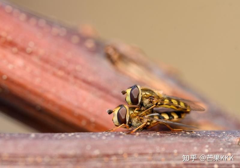 微距鏡頭拍攝需要哪些附件？：微距攝影入門教程，微距攝影附件幫你實現攝影入門教程 微距鏡頭拍攝需要哪些附件？：微距攝影入門教程，微距攝影附件幫你實現攝影入門教程 龍魚百科 第4張