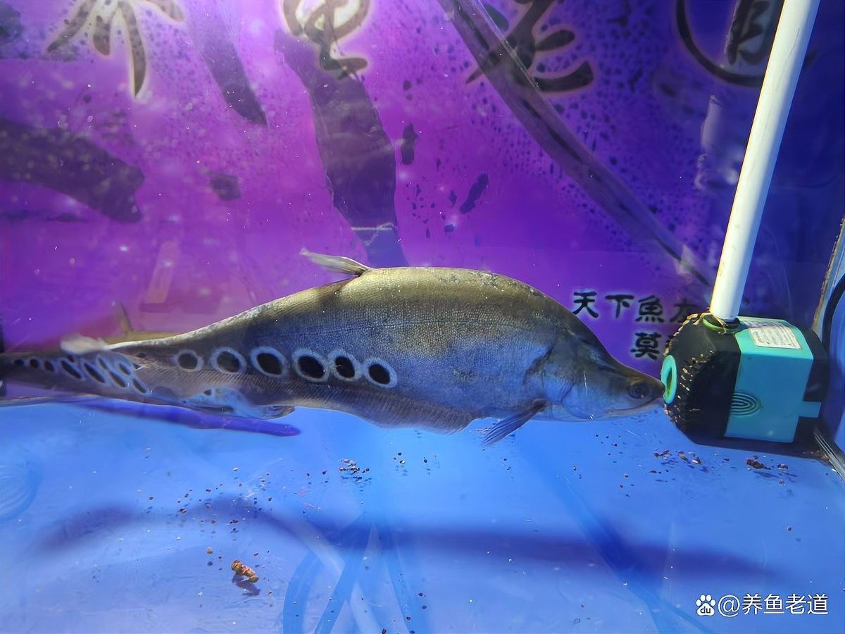 龍魚冬天多久換一次水：龍魚冬季換水頻率和換水次數 龍魚冬天多久換一次水：龍魚冬季換水頻率和換水次數 龍魚百科 第3張