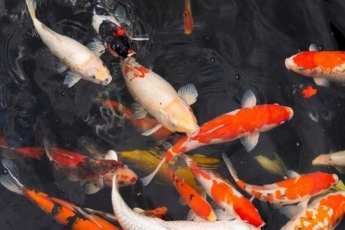 龍魚肚子鼓脹會自行恢復嗎：龍魚肚子鼓脹怎么辦