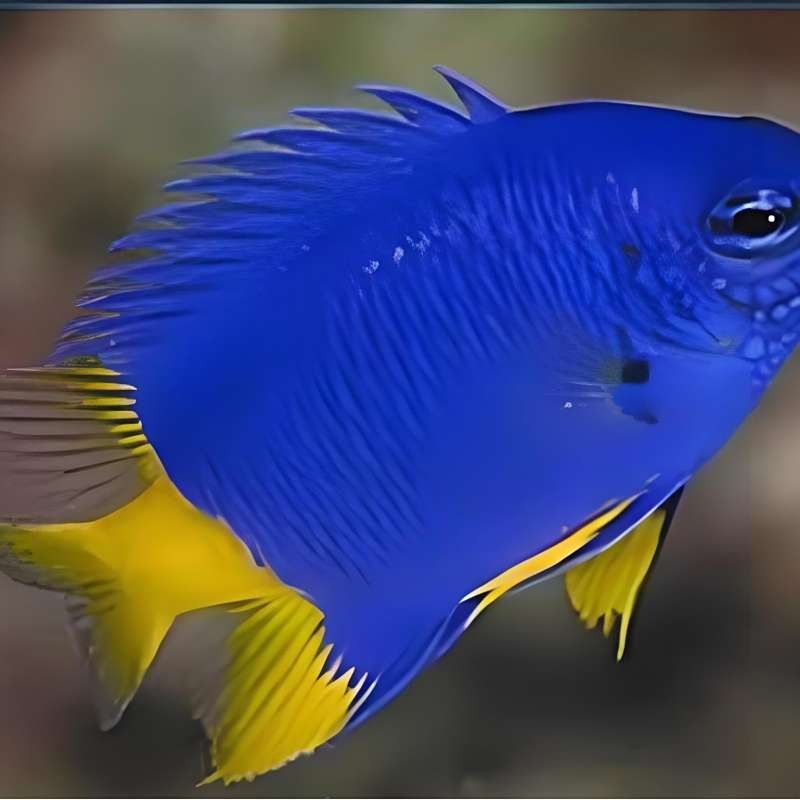 藍魔鬼魚有哪些品種：藍魔鬼魚（atropisschlegelivar.nigripinnis）