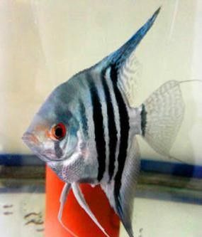藍魔鬼魚有哪些品種：藍魔鬼魚（atropisschlegelivar.nigripinnis）