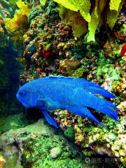 藍魔鬼魚有哪些品種：藍魔鬼魚（atropisschlegelivar.nigripinnis）