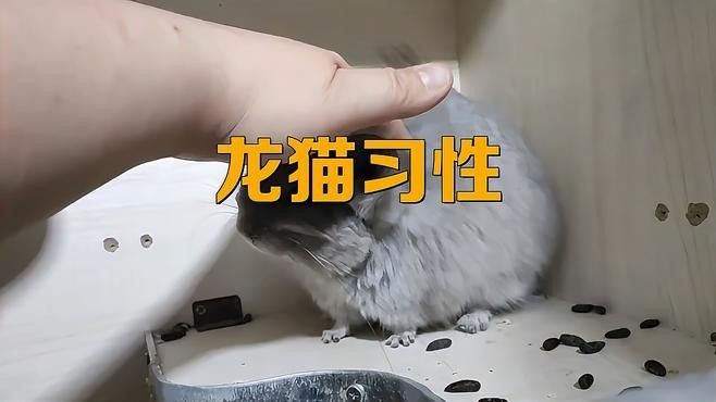 柜籠飼養(yǎng)龍貓有哪些好處：柜籠飼養(yǎng)龍貓的一些主要好處