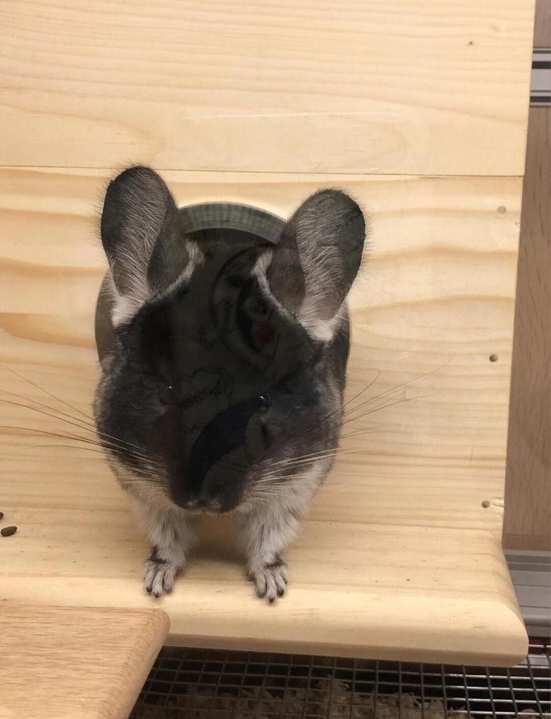 柜籠飼養(yǎng)龍貓有哪些好處：柜籠飼養(yǎng)龍貓的一些主要好處