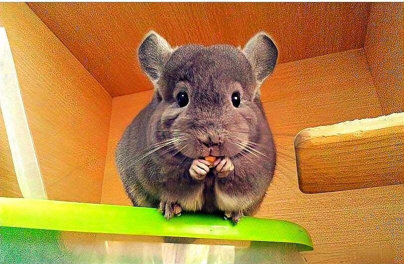 柜籠飼養(yǎng)龍貓有哪些好處：柜籠飼養(yǎng)龍貓的一些主要好處