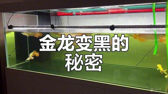 金龍魚和哪些魚混養(yǎng)最佳：廣州龍魚祥龍魚混養(yǎng)注意事項金龍魚混養(yǎng)指南 金龍魚和哪些魚混養(yǎng)最佳：廣州龍魚祥龍魚混養(yǎng)注意事項金龍魚混養(yǎng)指南 龍魚百科 第5張