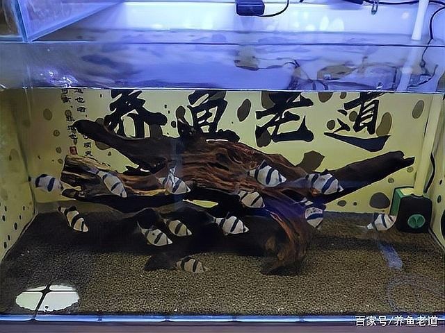 如何正確給龍魚使用紅霉素？：如何正確給龍魚使用紅霉素