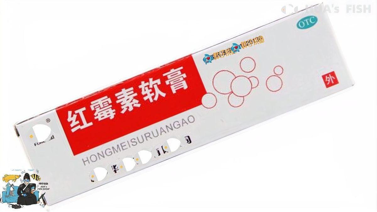 如何正確給龍魚使用紅霉素？：如何正確給龍魚使用紅霉素