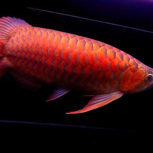即墨哪個水族館龍魚好？祥龍魚場龍魚：墨市的龍魚愛好者們，你們是否在尋找一個能夠展示和欣賞到最美麗、最壯觀的龍魚的地方？