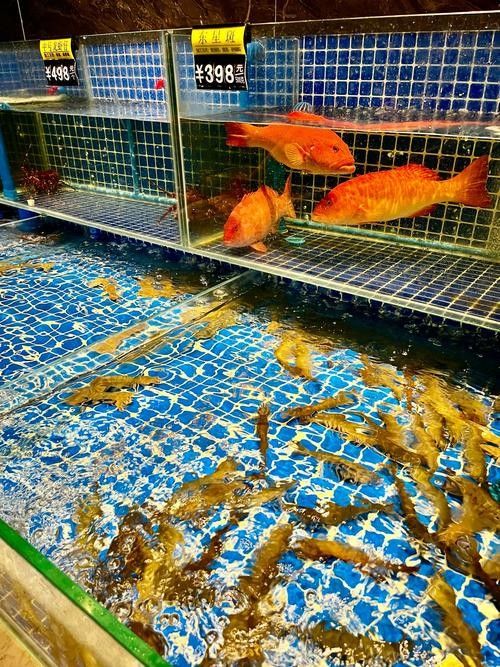 北京龍魚回收市場價格如何？：北京龍魚回收價格分析