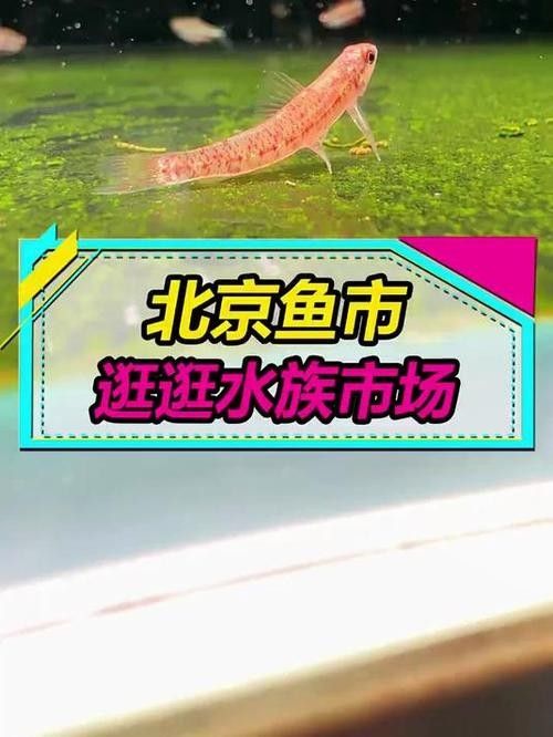 北京龍魚回收市場價格如何？：北京龍魚回收價格分析