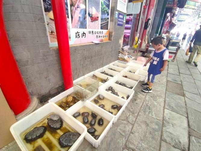 北京龍魚回收市場價格如何？：北京龍魚回收價格分析