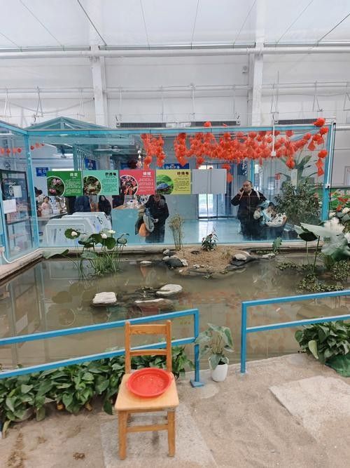 北京龍魚回收市場價格如何？：北京龍魚回收價格分析