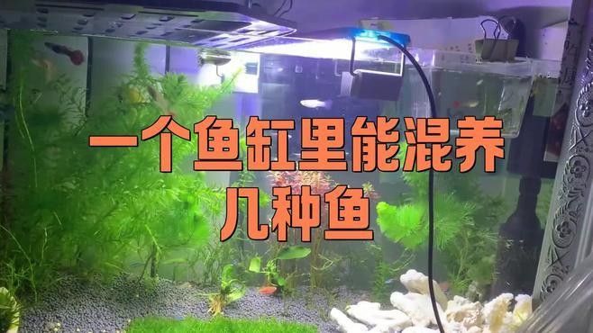 關(guān)刀魚和龍魚混養(yǎng)需要多大的魚缸：關(guān)刀魚和龍魚混養(yǎng)的注意事項 關(guān)刀魚和龍魚混養(yǎng)需要多大的魚缸：關(guān)刀魚和龍魚混養(yǎng)的注意事項 龍魚百科 第2張