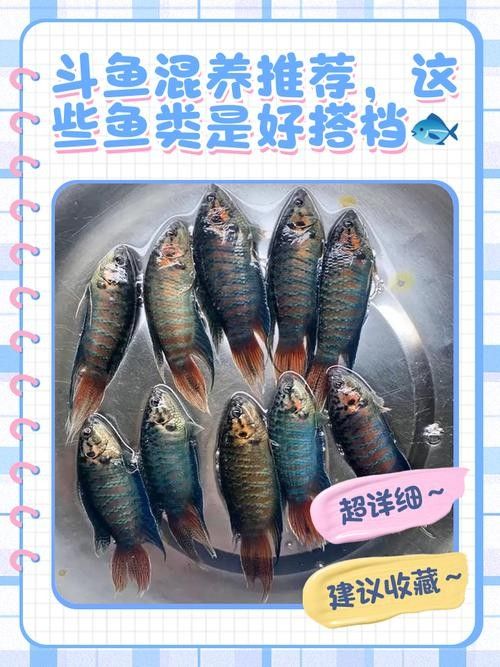 混養(yǎng)魚類的最佳搭配有哪些：混養(yǎng)魚類的最佳搭配 混養(yǎng)魚類的最佳搭配有哪些：混養(yǎng)魚類的最佳搭配 龍魚百科 第1張