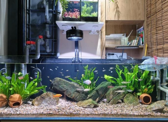 混養(yǎng)魚類的最佳搭配有哪些：混養(yǎng)魚類的最佳搭配 混養(yǎng)魚類的最佳搭配有哪些：混養(yǎng)魚類的最佳搭配 龍魚百科 第15張