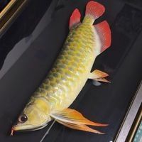 龍魚標本制作有哪些步驟：空氣養魚日記之龍魚標本制作