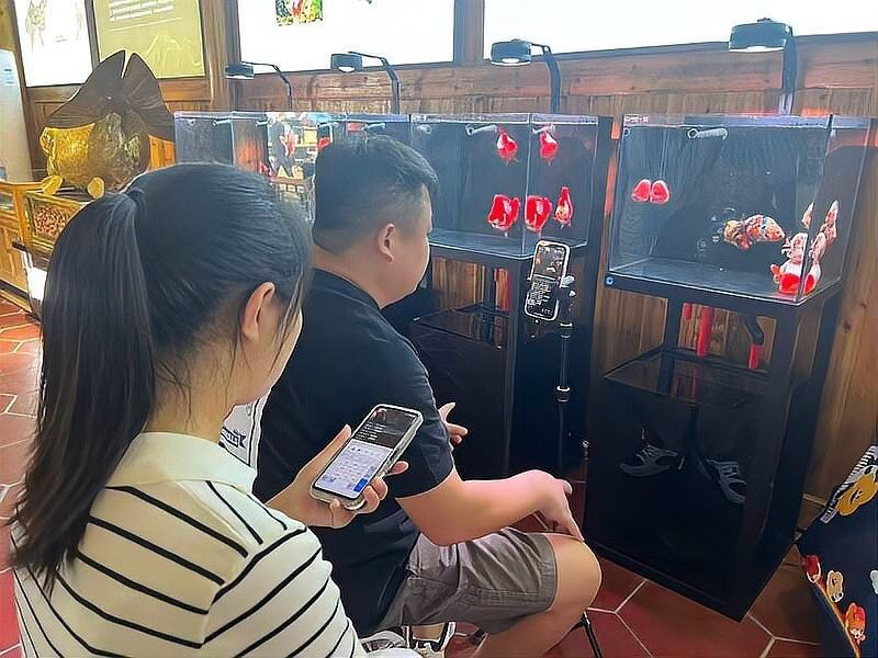 藍龍魚的市場供需如何：藍龍魚市場供需現狀