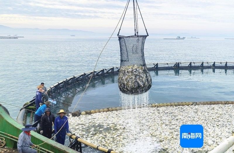 藍龍魚的市場供需如何：藍龍魚市場供需現狀