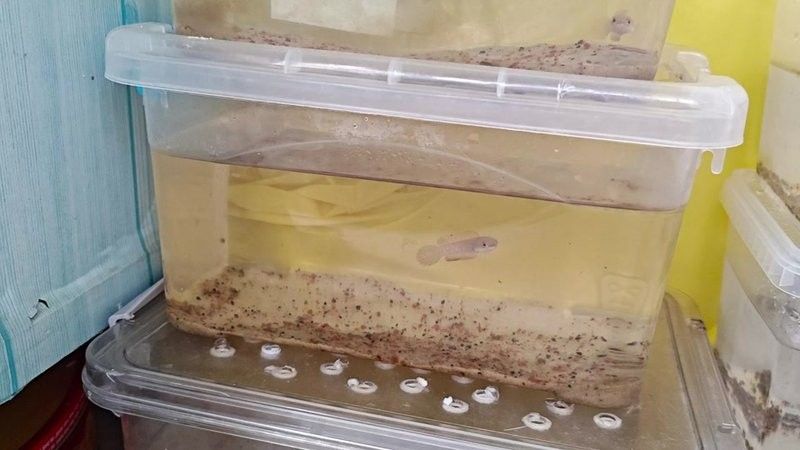 雷龍魚中哪個品種最受歡迎：嗶哩嗶哩，雷龍魚大全之常見大型雷龍篇