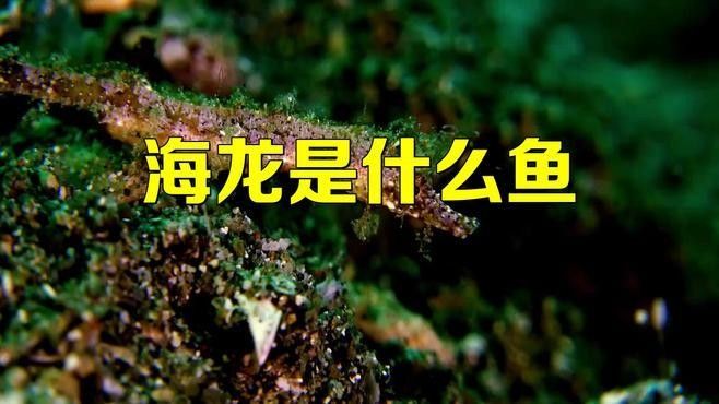 海龍魚有哪些藥用價值：海龍的功效與作用