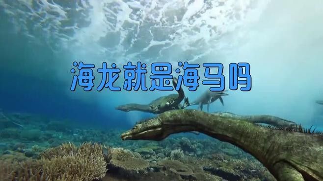 海龍魚有哪些藥用價值：海龍的功效與作用