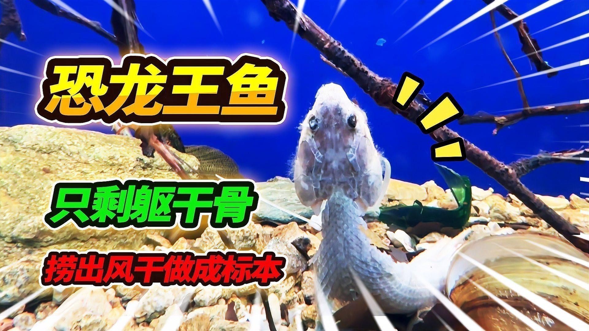 如何拍攝高清的恐龍魚圖片：如何拍攝高清恐龍魚圖片 如何拍攝高清的恐龍魚圖片：如何拍攝高清恐龍魚圖片 龍魚百科 第2張