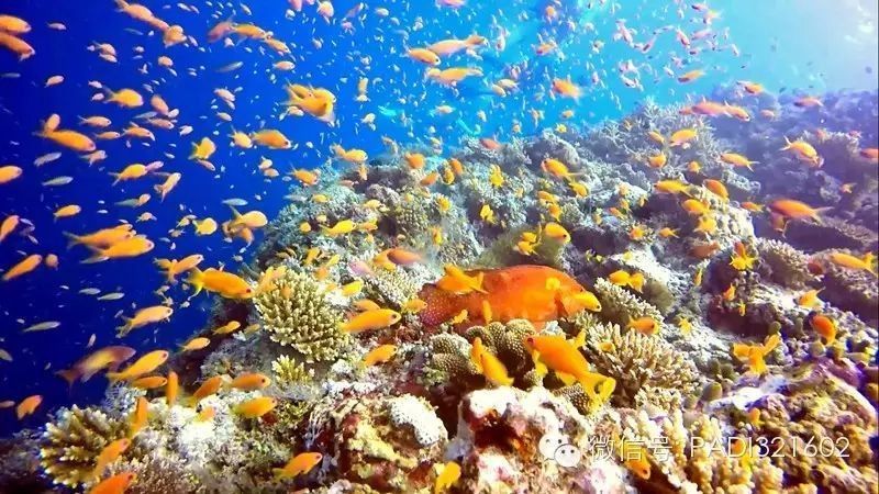 如何拍攝高清的恐龍魚圖片：如何拍攝高清恐龍魚圖片 如何拍攝高清的恐龍魚圖片：如何拍攝高清恐龍魚圖片 龍魚百科 第5張
