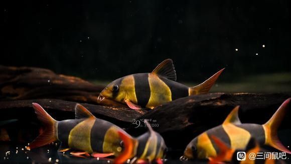 三間鼠和龍魚混養需要多大的魚缸：三間鼠和龍魚混養的魚缸尺寸解析