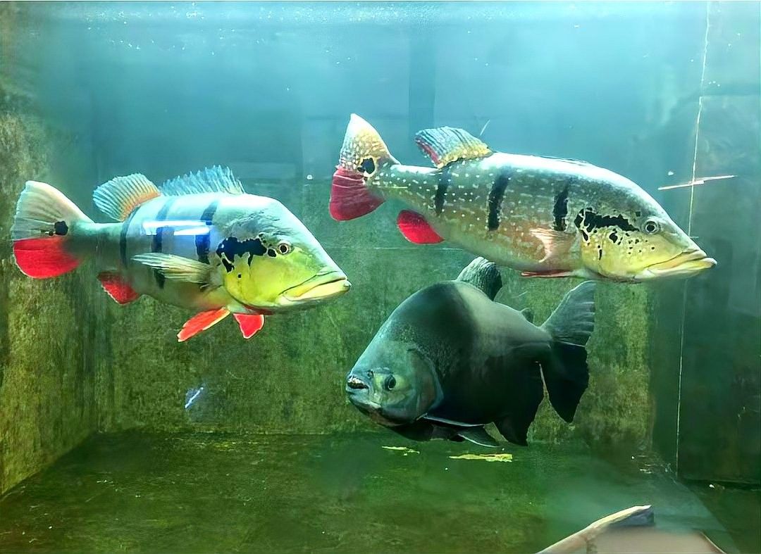 三間鼠和龍魚混養需要多大的魚缸：三間鼠和龍魚混養的魚缸尺寸解析